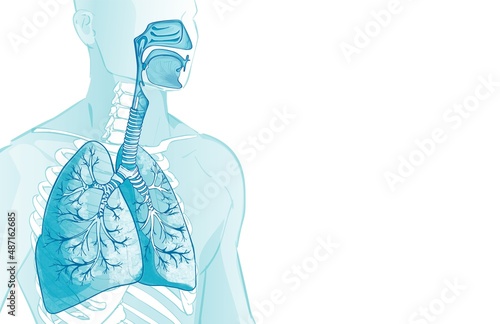 3d vector of the human Respiratory System, lungs, alveoli. Inside larynx nasal throttle anatomy. Man body parts. Hand drown anatomy illustration