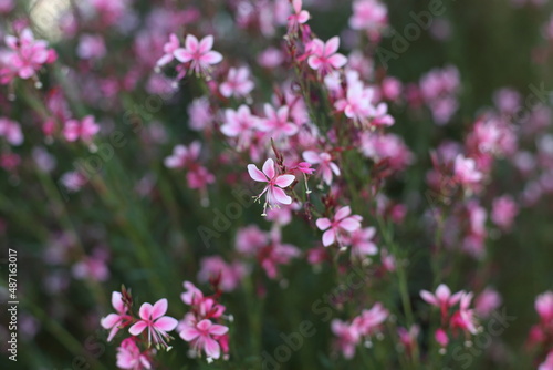 아기자기한 분홍 작은 꽃