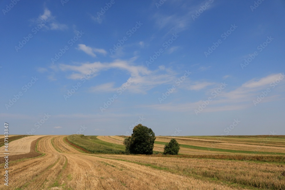 Wiejskie pola