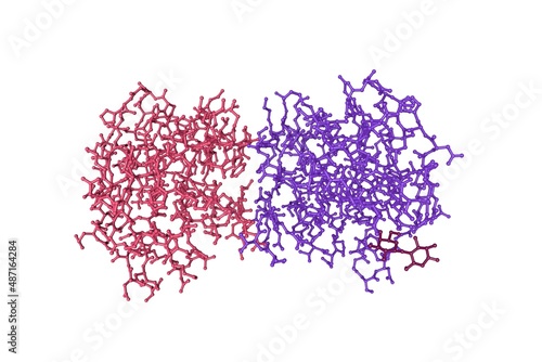 Molecular model of human galectin-2 (dimer) isolated on white background. Rendering with differently colored protein chains based on protein data bank entry 5dg2. 3d illustration photo