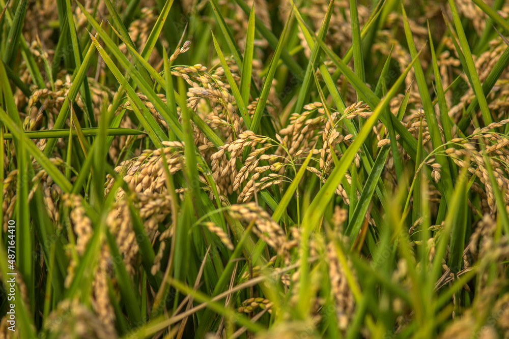 Grappes de riz à Deltebre, Catalogne, Espagne Grappes de riz à Deltebre, Catalogne, Espagne