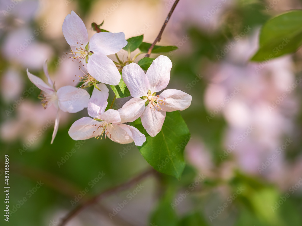 Fresh pink flowers of a blossoming apple tree with blured background Fresh pink flowers of a blossoming apple tree with blured background