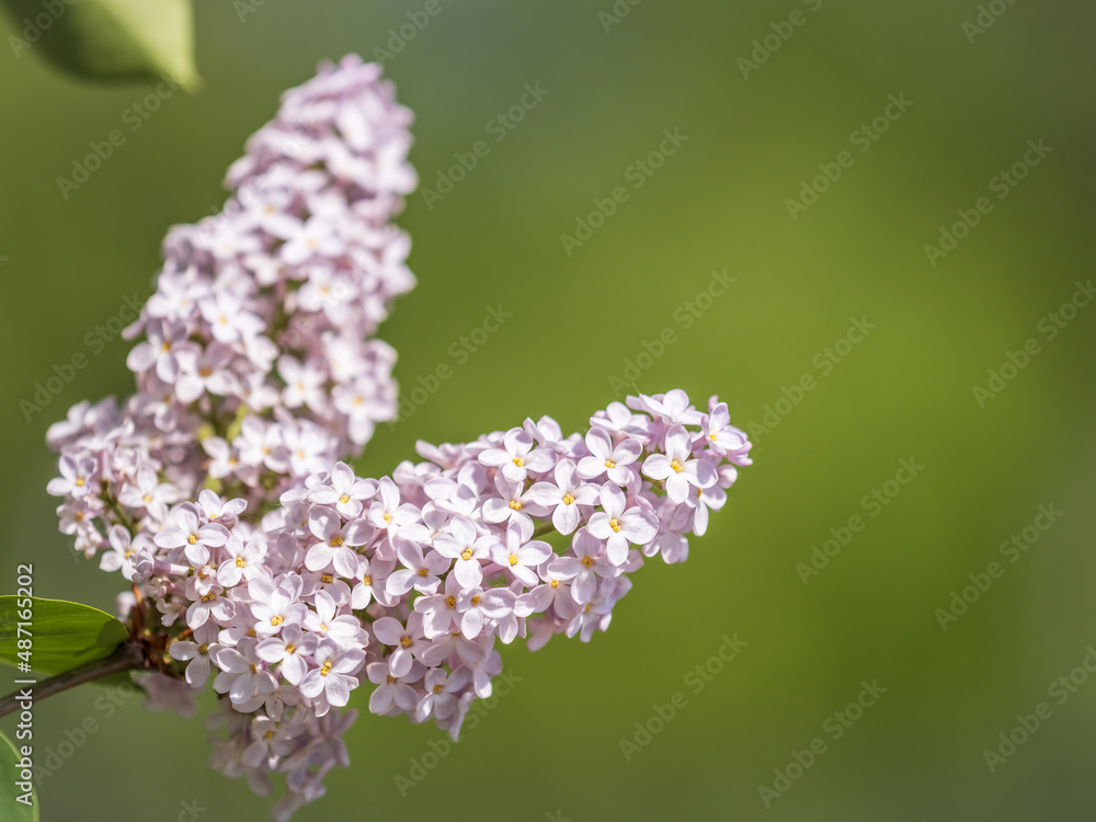 Pink Blooming Lilac Flowers in spring with blured background Pink Blooming Lilac Flowers in spring with blured background