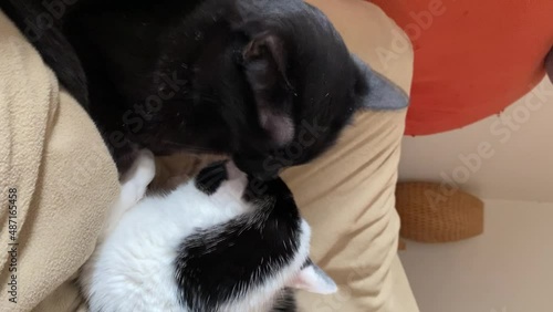 A vertical video of cute kittens cuddling each other before taking a nap together. Black cat licking the black and white cat to preem him. photo