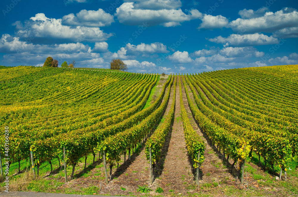 Weinabau im Maintal Bayern Deutschland