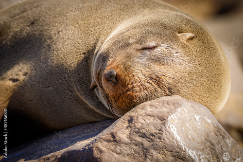 A brown fur seal (Arctocephalus pusillus) sleeping, Cape Cross, Namibia. 