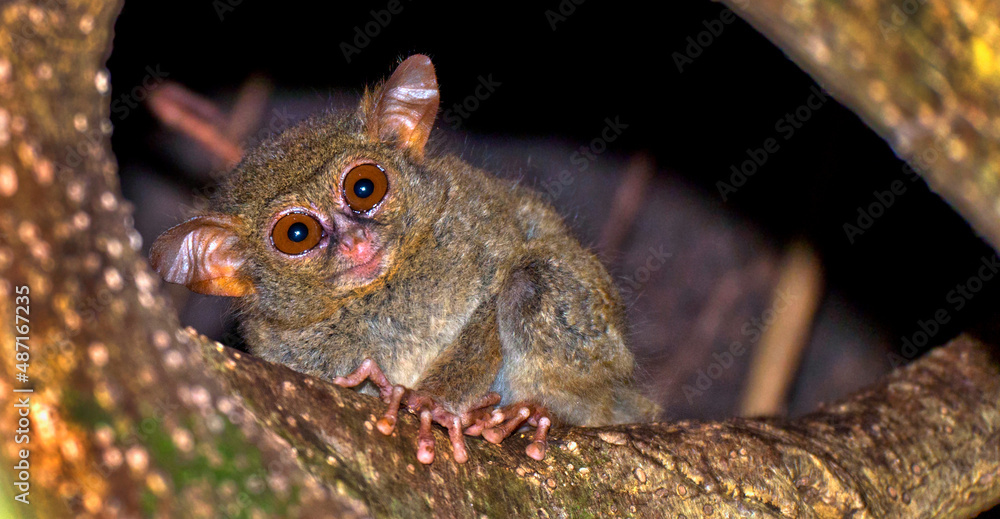 Tarsier, Spectral Tarsier, Tarsius tarsier, Tangkoko Nature Reserve, North Sulawesi, Indonesia, Asia