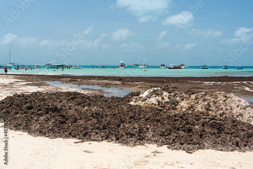Beautiful Caribbean beach Playa Norte or North beach on the Isla Mujeres near Cancun with a lot of seaweed in Mexico photo