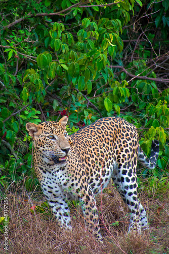 Sri Lankan Leopard  Kotiya  Chiruththai  Pantera pardus kotiya  Wilpattu National Park  Sri Lanka  Asia