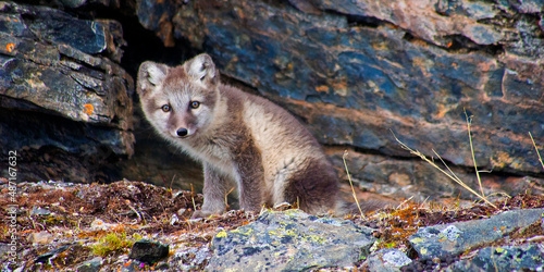 Arctic Fox, Vulpes lagopus, Signehamna Harbor, Nordvest-Spitsbergen National Park, Krossfjord, Arctic, Spitsbergen, Svalbard, Norway, Europe photo