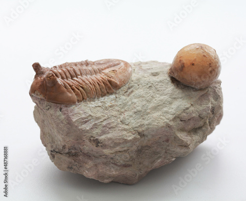 A trilobite Asaphus and fossil cystoidea on a white background photo