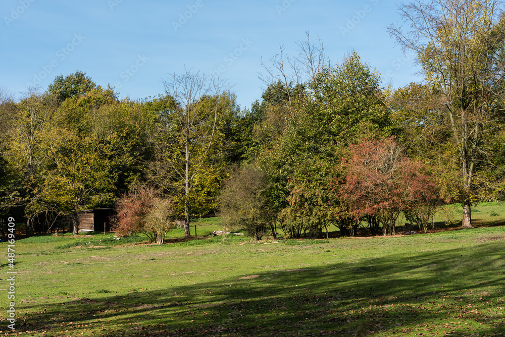 Scenic view over a city park in autumn in Jette, Brussels.