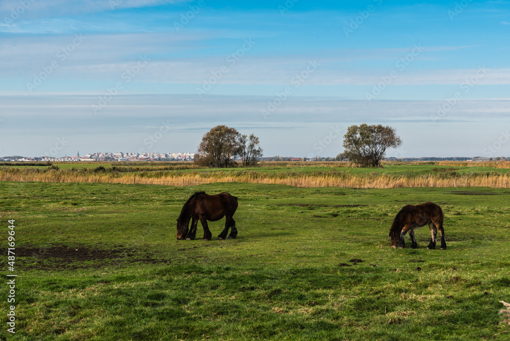 Obraz premium Grazing cattle at the green meadows of the polders at Uitkerke, Blankenberge, Belgium.