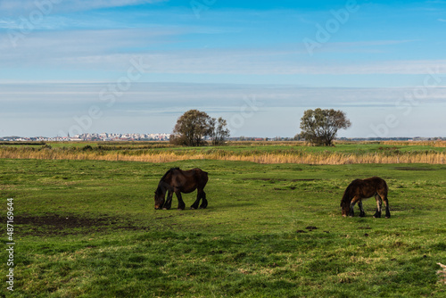 Grazing cattle at the green meadows of the polders at Uitkerke, Blankenberge, Belgium.