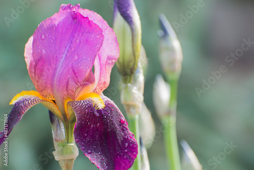 Blooming Iris germanica in a flower bed. Close up, soft background. photo