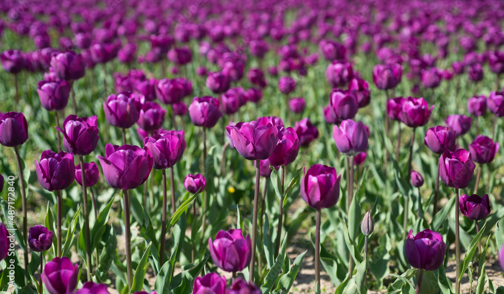 purple flowers of fresh holland tulips in field