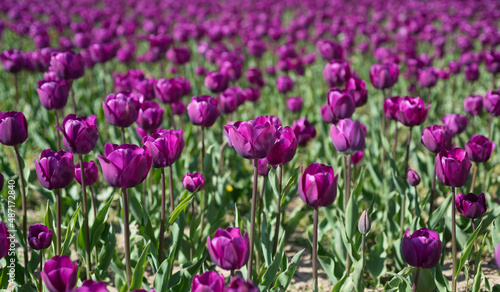 purple flowers of fresh holland tulips in field