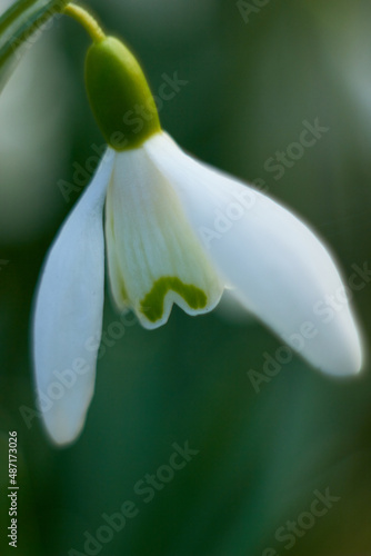 Flower of snowdrop or snowdrop (Galanthus nivalis) close up. Macro photo. Beauty of nature. Spring, youth, growth concept.