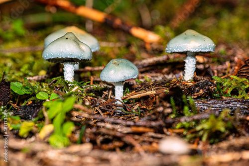 A group of mushrooms - verdigris agaric - Stropharia aeruginosa, in natural habitat photo