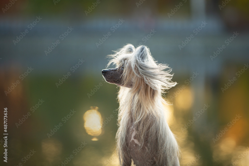 Profile Portrait of beautiful and happy hairless Chinese Crested Dog sitting outside in autumn at sunset Stock Photo | Stock