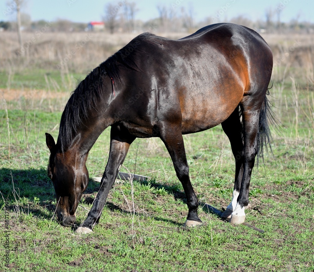Horses graze on the farm in early spring Horses graze on the farm in early spring