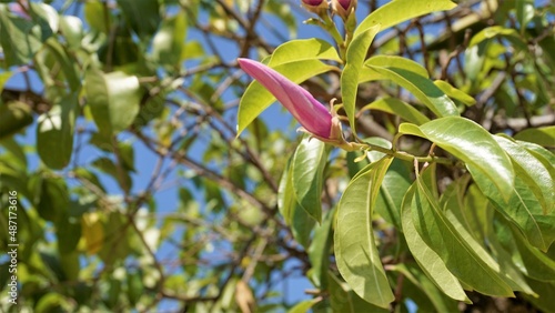 Cryptostegia madagascariensis also known as Madagascar rubber vine photo