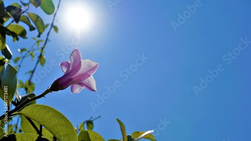 Cryptostegia madagascariensis also known as Madagascar rubber vine photo