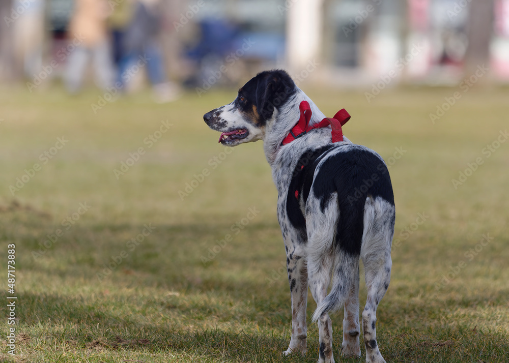 Cute Bohemian Spotted Dog standing in the park with a blurry background Cute Bohemian Spotted Dog standing in the park with a blurry background