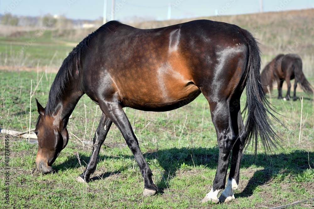 Horses graze on the farm in early spring Horses graze on the farm in early spring