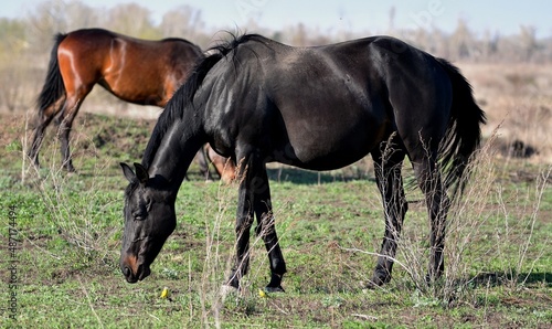 Horses graze on the farm in early spring 