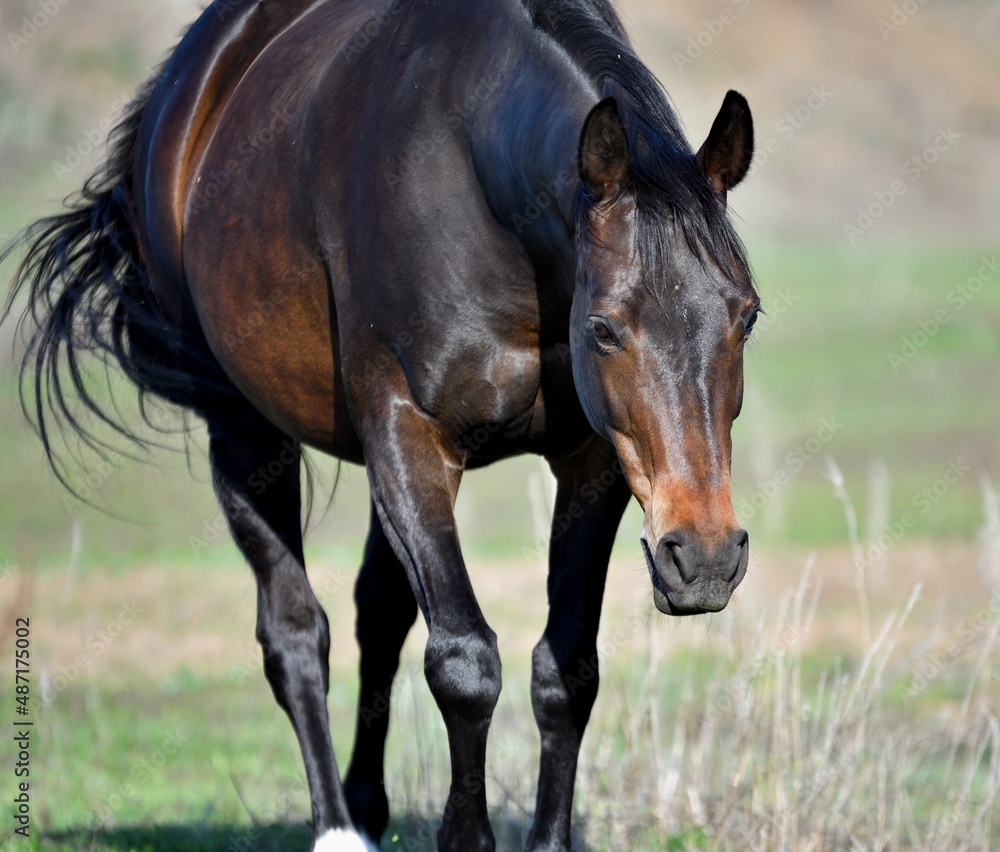 Horses graze on the farm in early spring Horses graze on the farm in early spring