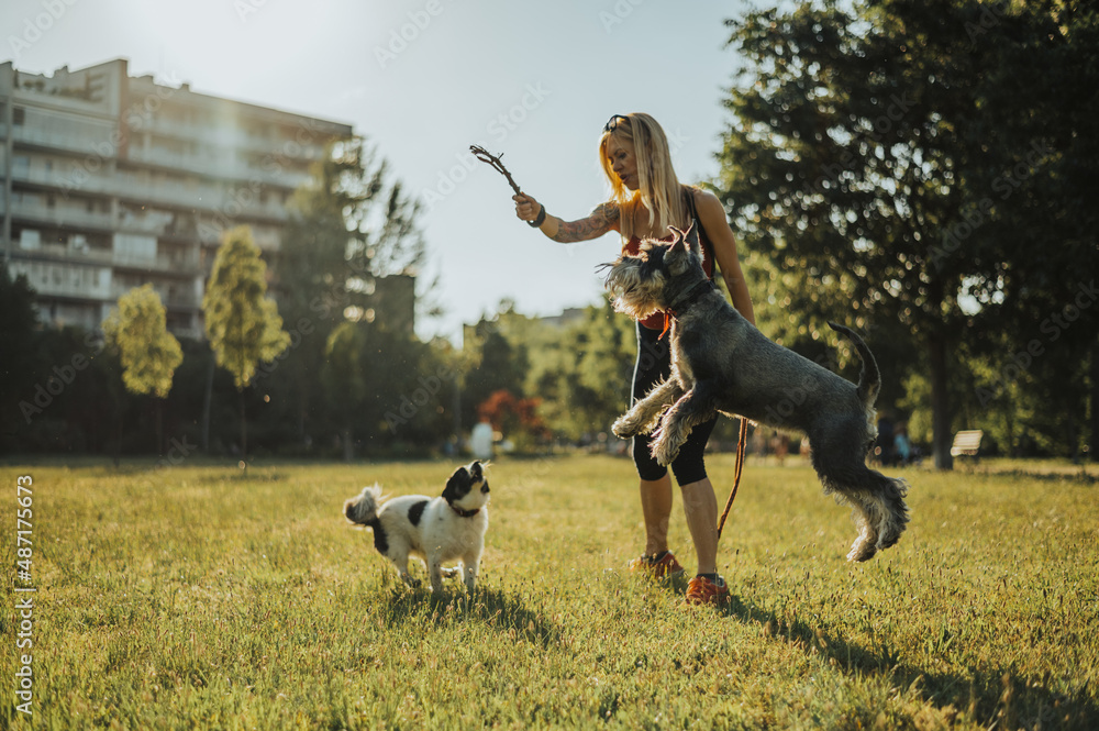 Middle aged woman playing catch with her dogs while using wooden stick in the park