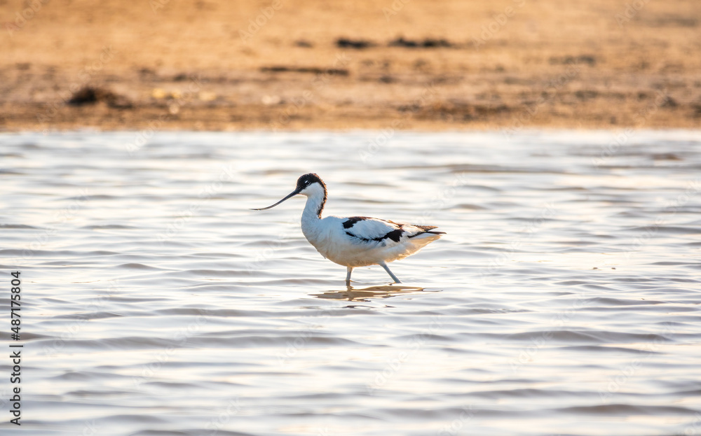 Obraz premium Water bird pied avocet, Recurvirostra avosetta, feeding in the lake. The pied avocet is a large black and white wader with long, upturned beak