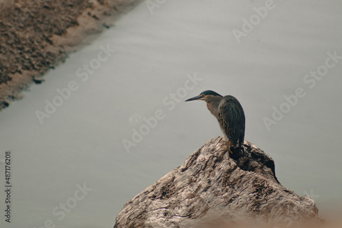 Beach Bird