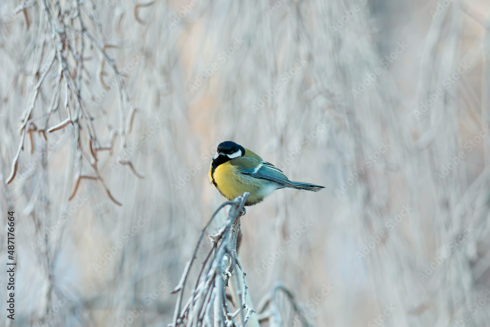 Fototapeta premium bird tit sits on the branches of a tree covered with frost in a winter park