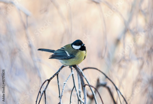 the bird tit sits on the branches of a tree covered with frost in a winter park