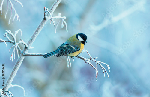 the bird tit sits on the branches of a tree covered with frost in a winter park