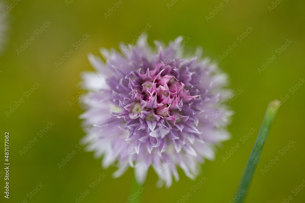 Obraz premium Fines herbes