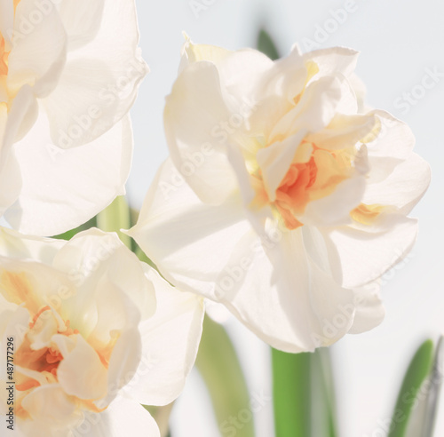 Fototapeta Naklejka Na Ścianę i Meble -  beautiful white daffodils close up