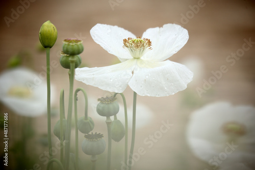 Картината върху платно field of white poppies, also called opium. Papaver somniferum