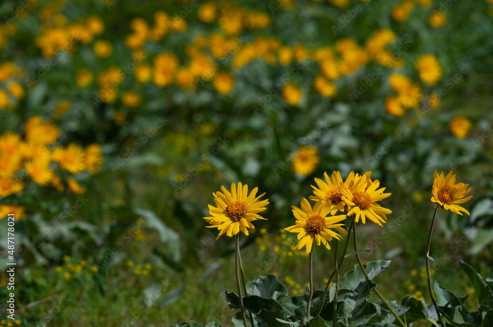 A field of wildflowers glowing yellow in the sun A field of wildflowers glowing yellow in the sun