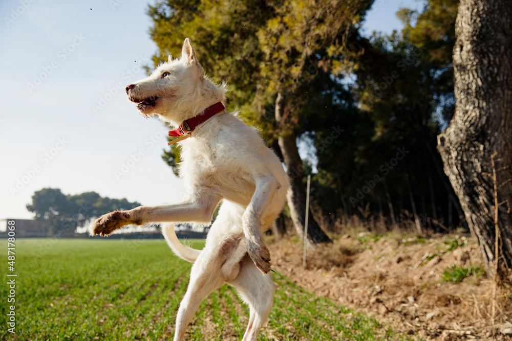 White hunting dog leaping into the air