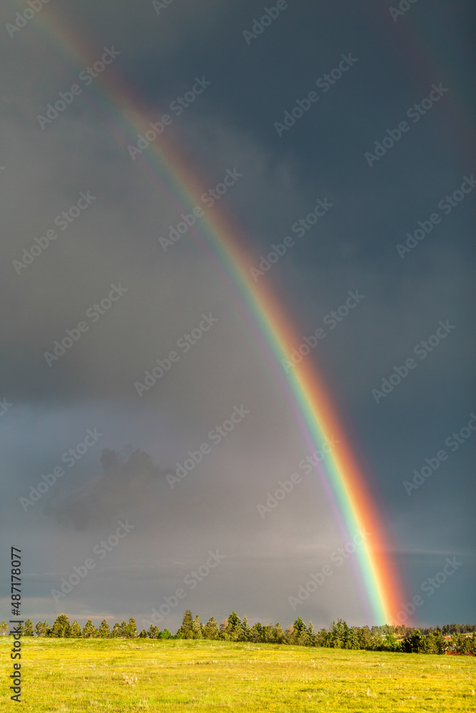 Rainbow Ending in Pine Forest Rainbow Ending in Pine Forest