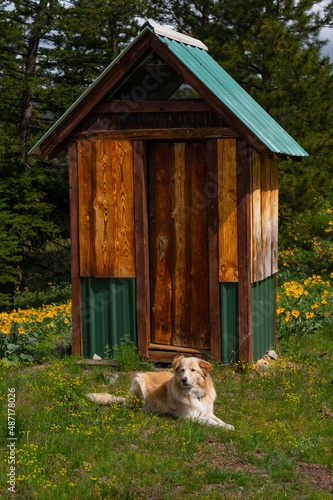 Dog laying down in front of a rustic bathroom in the mountains