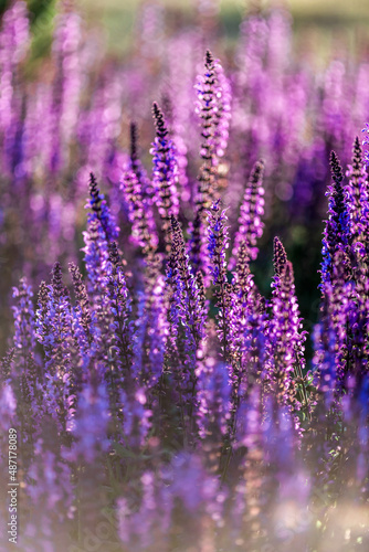 Vibrant Purple Salvia Flower Garden