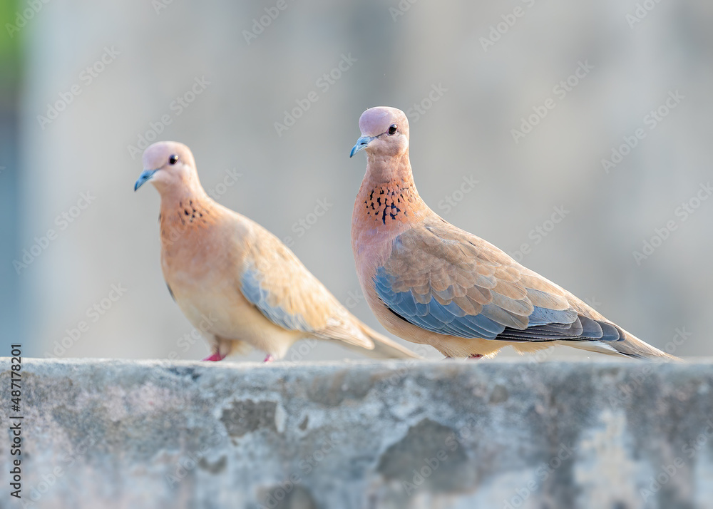 A Pair of Dove sitting on a wall A Pair of Dove sitting on a wall