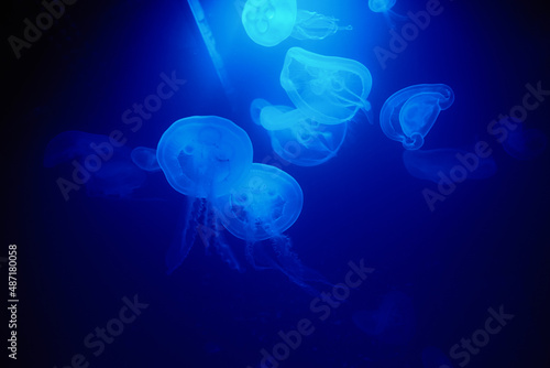 Jellyfish swims under water with blue background, sea life in zoo aquarium © Lazy_Bear