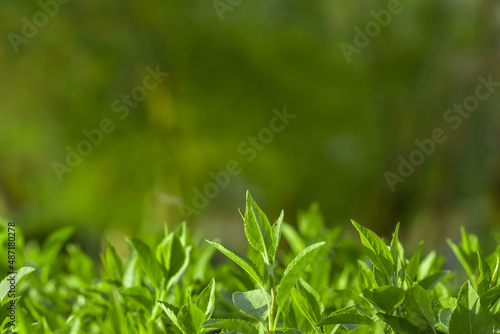 Background in the form of young green shoots of plants on a blurred background of the forest. Background for blank layouts bio flora concepts of spring and summer themes.