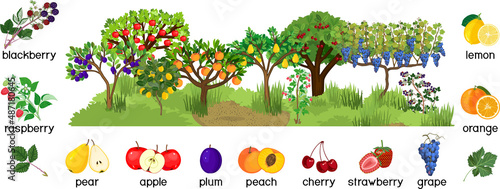 Landscape with different fruit trees and berry shrubs with ripe fruits isolated on white background. Harvest time