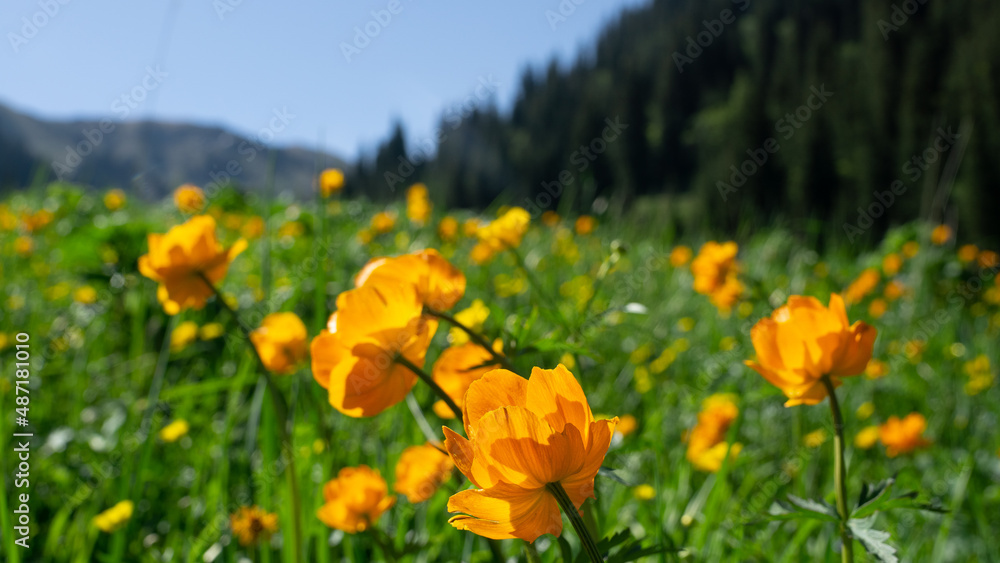 Spring field of orange flowers Spring field of orange flowers